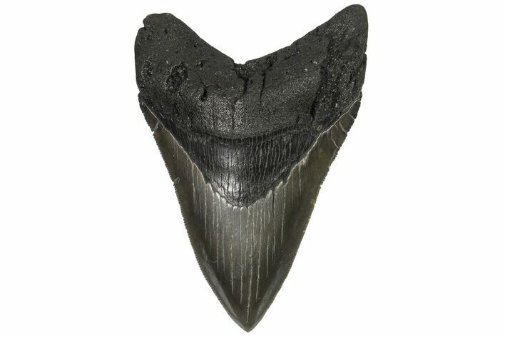 Serrated, Fossil Megalodon Tooth - Glossy Enamel #180980
